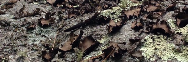 neosduncan Profile Banner