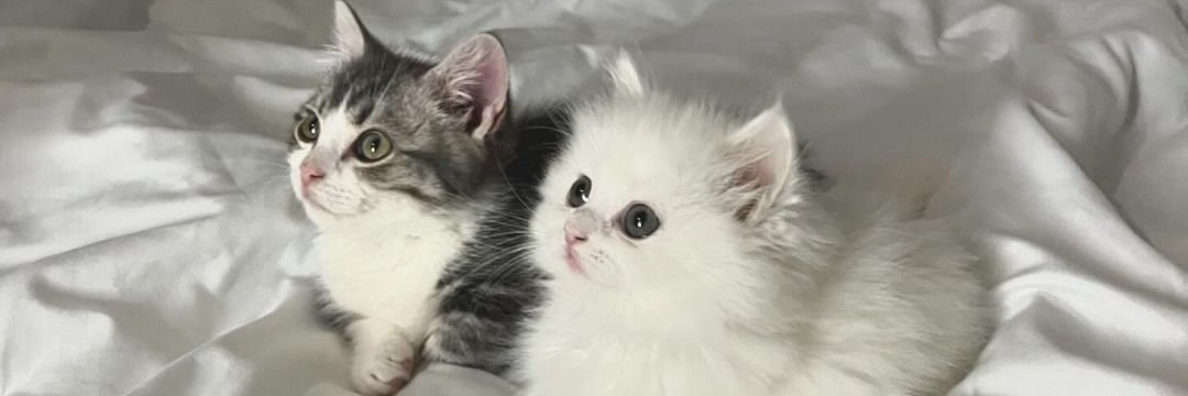 CatPopX😺 banner