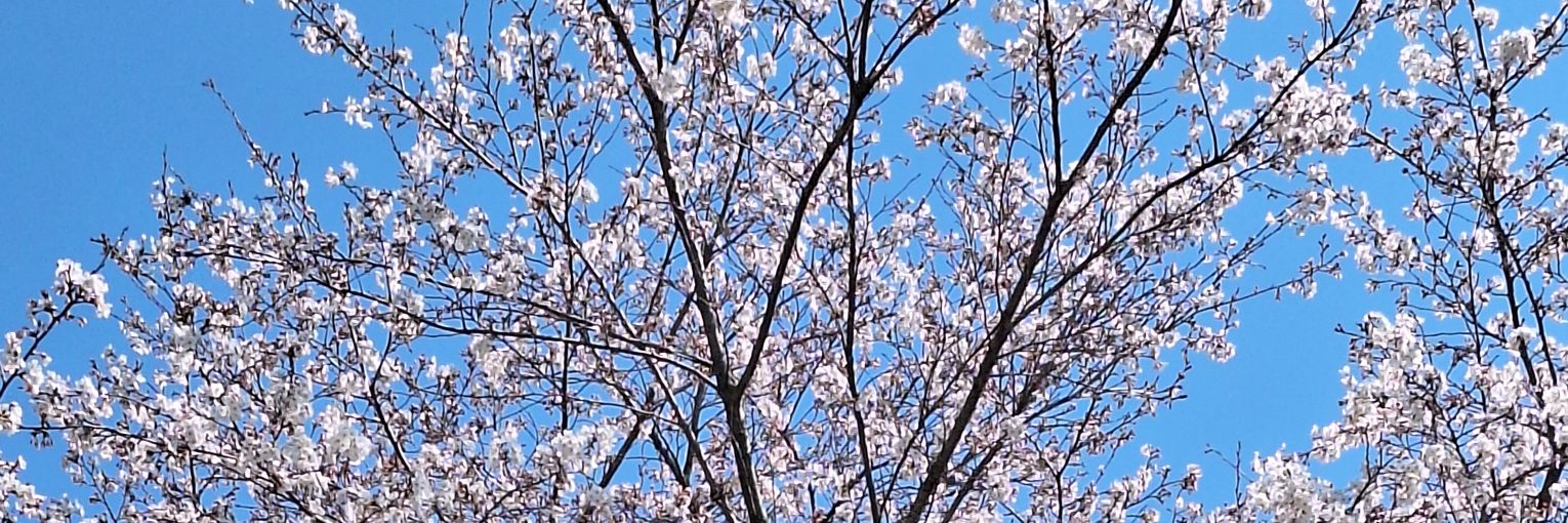 甘くない砂糖/くらし一 banner