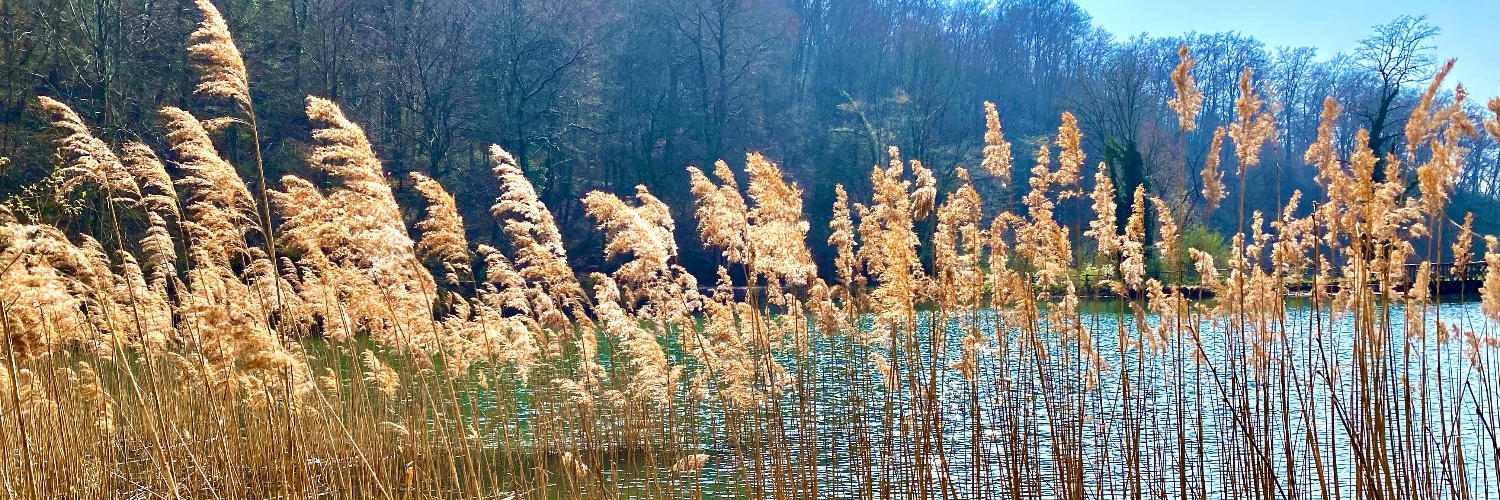 Louis Defèche 路易 banner