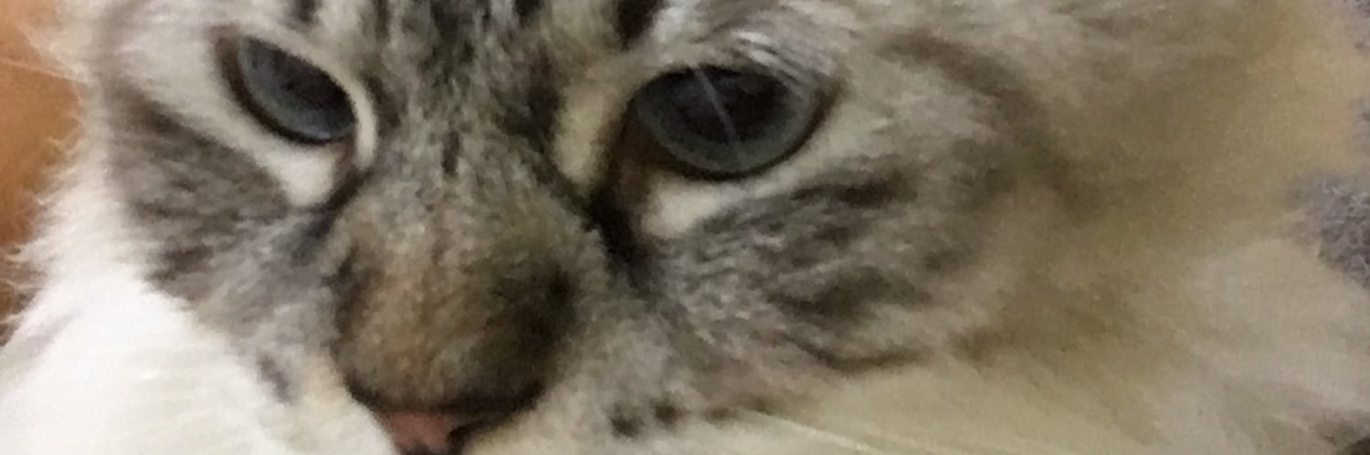 basicallymeera's profile banner image