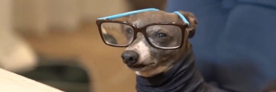 PUGS__NOT_DRUGS's profile banner image