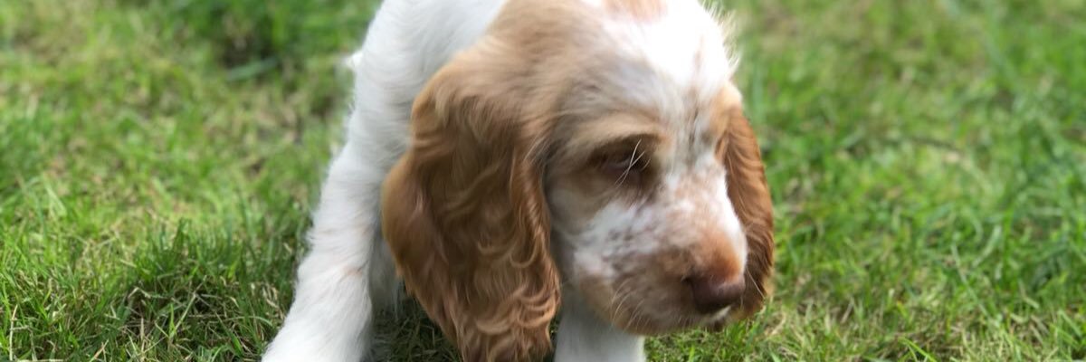 Henrythecocker1's profile banner image