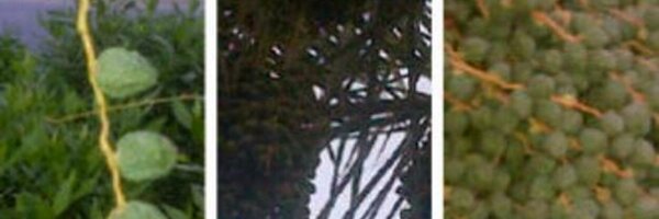 hijabjember Profile Banner