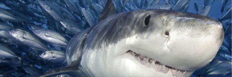 daniroar's profile banner image