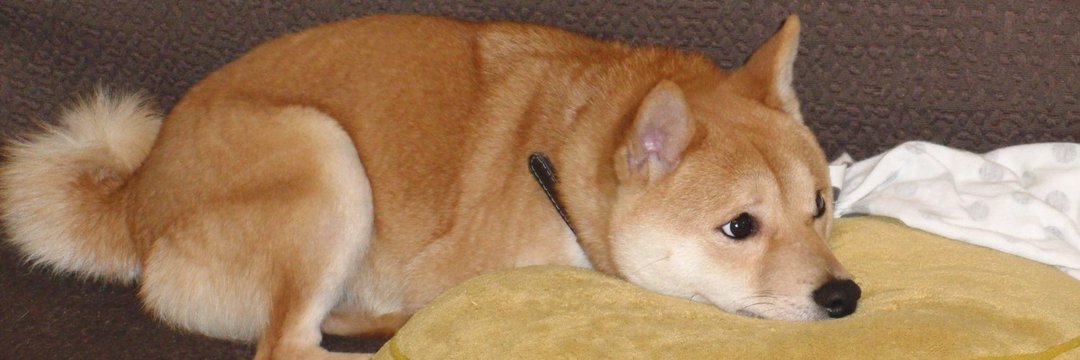 t0Lazy's profile banner image