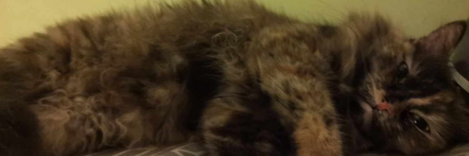 fiqshraff's profile banner image