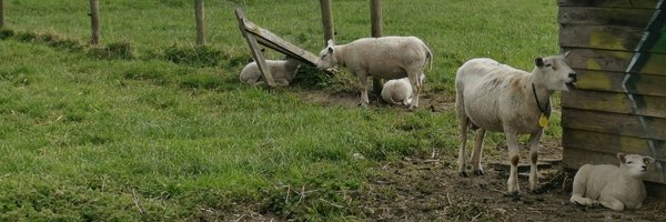 ZhangpingX Profile Banner