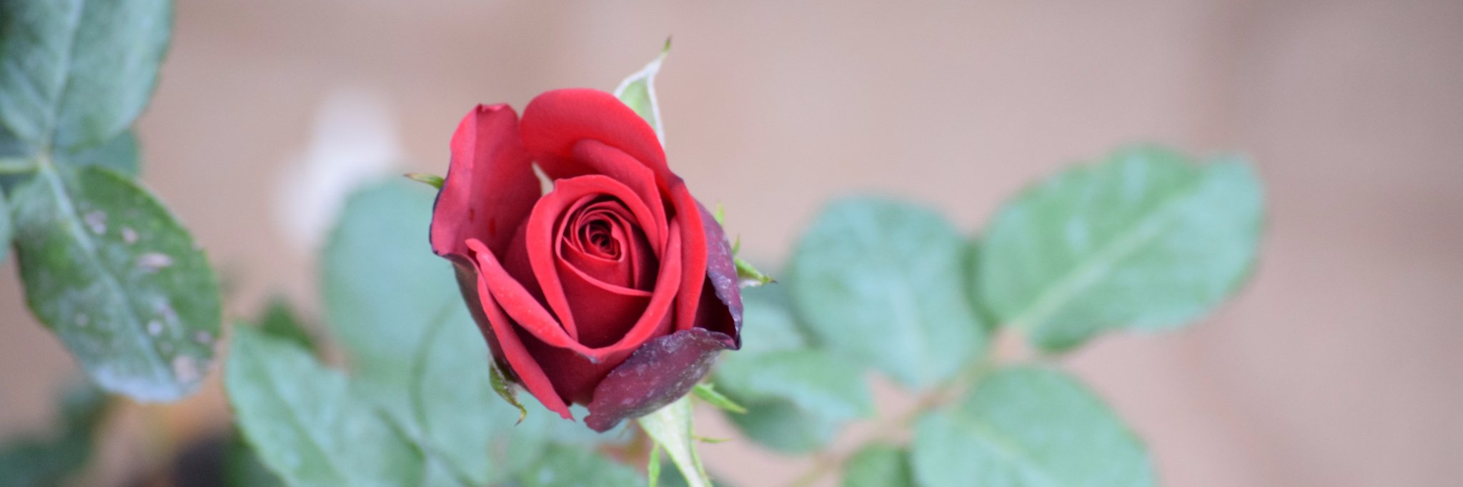 sureshsonu2's profile banner image