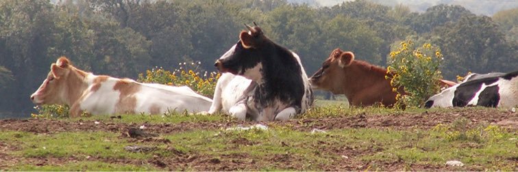 dairymaids's profile banner image