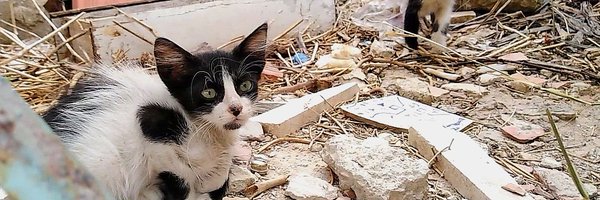 catswithnohope Profile Banner