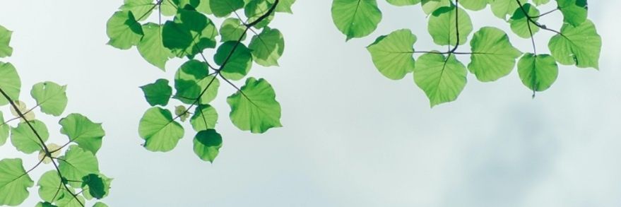 mecsoler's profile banner image