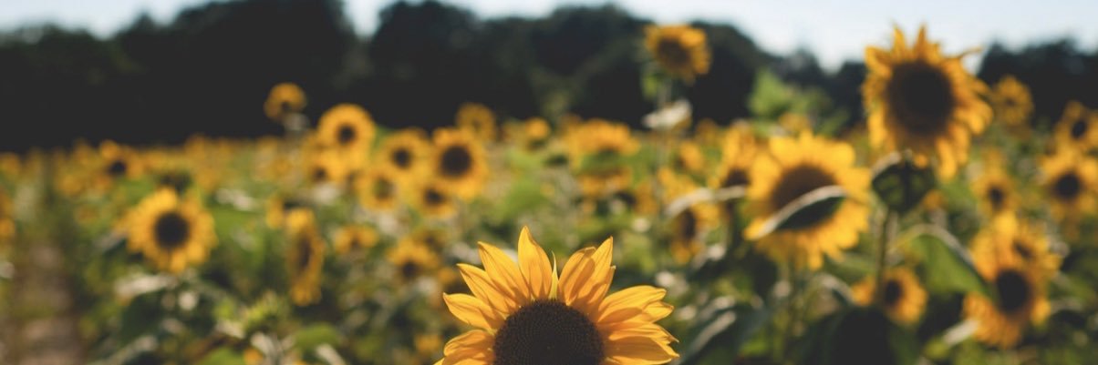 steph_wardle's profile banner image