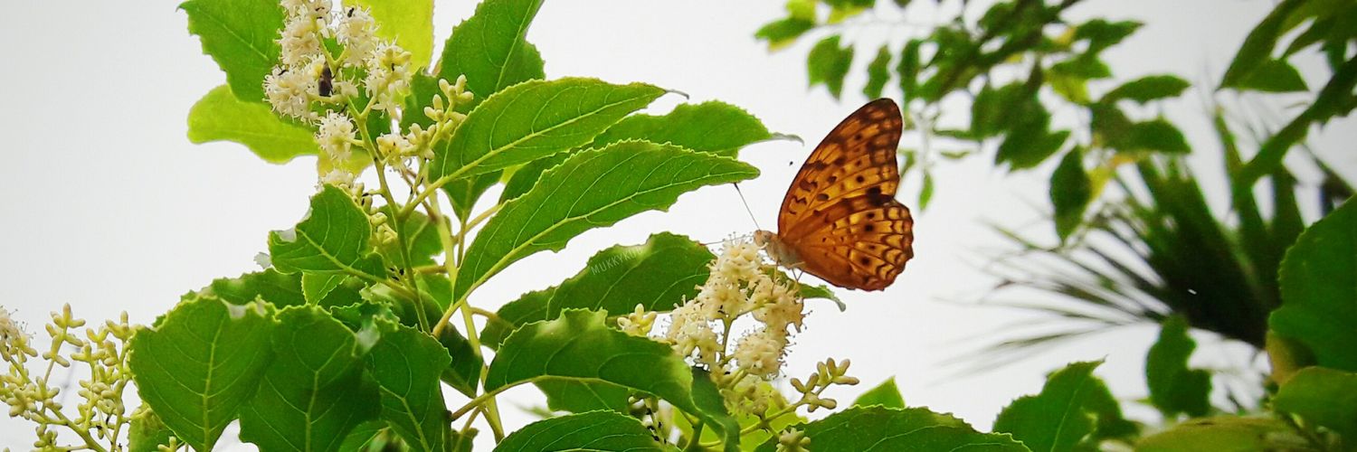 ม๋าดุ๊กดิ๊ก banner