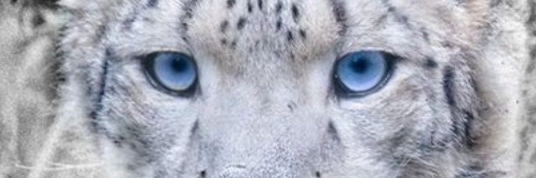 alkawyallah's profile banner image