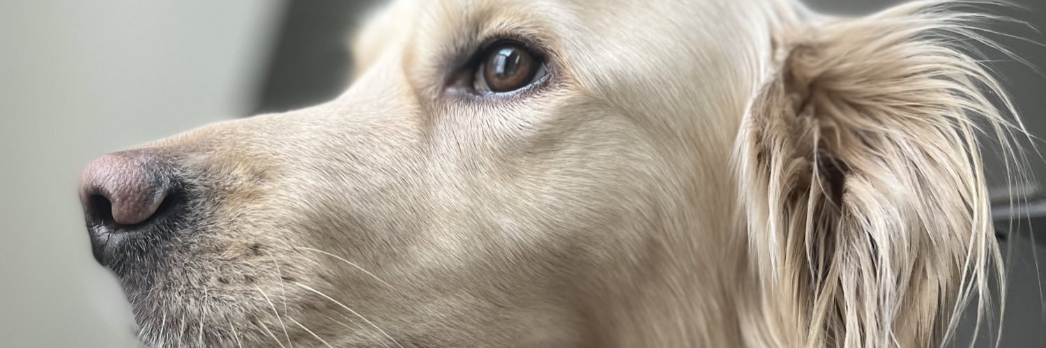 bschlatts's profile banner image