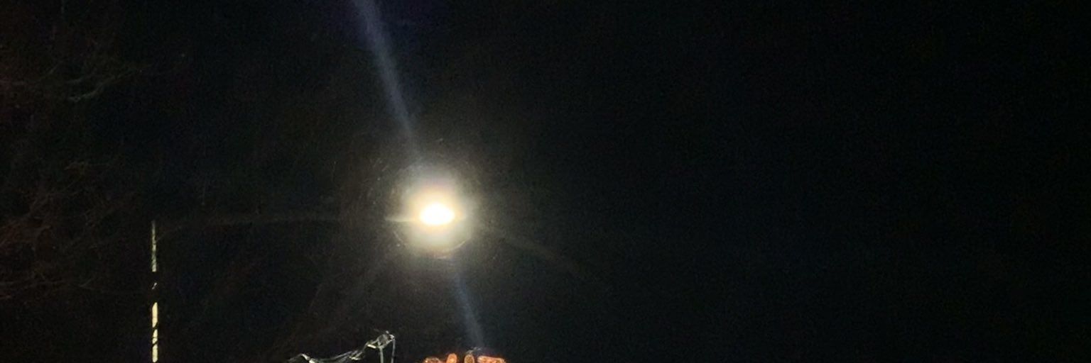 E. banner