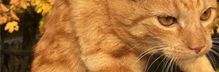 BizzlQueen's profile banner image