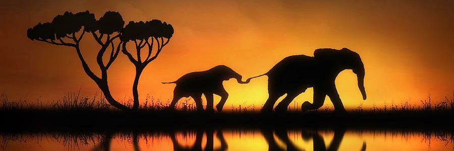 Pique_Oliphant's profile banner image