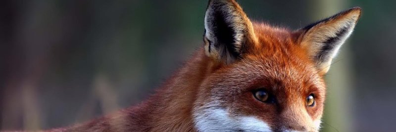 Irja1972's profile banner image