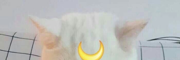 ; แมวเหมียว~🐱 banner