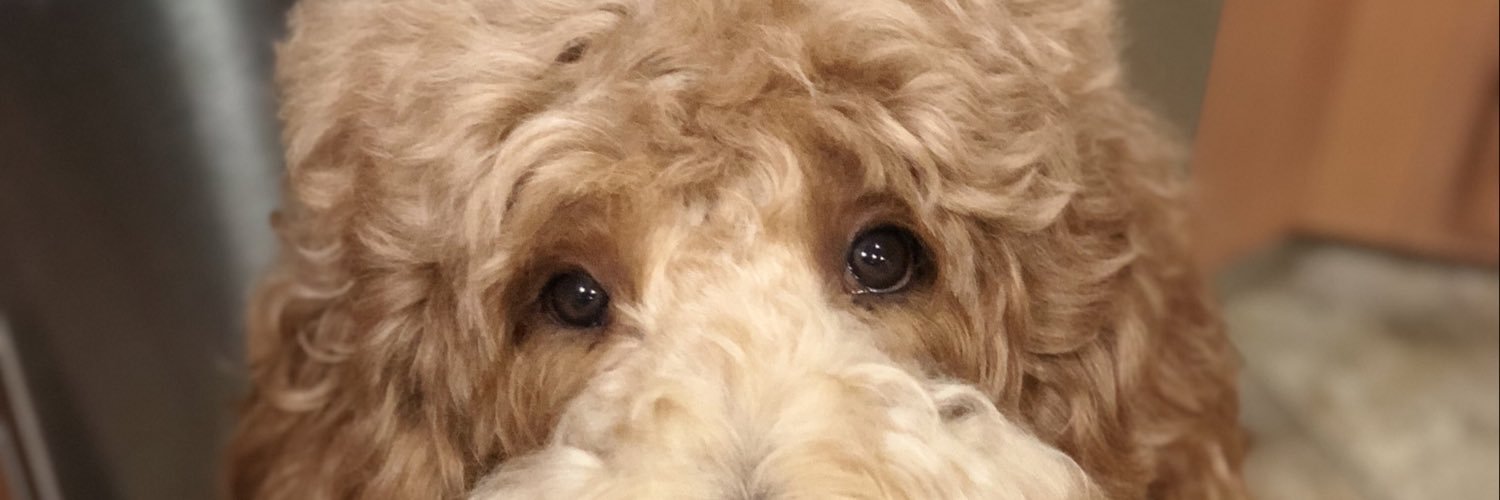 bonodoodle's profile banner image