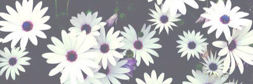 splaicepsxd's profile banner image