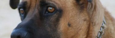 pako54's profile banner image