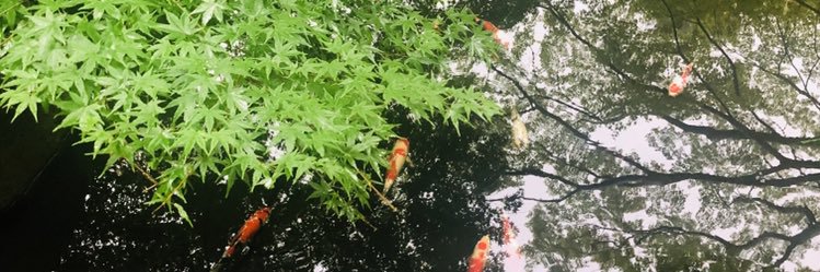 scloveryouhai's profile banner image