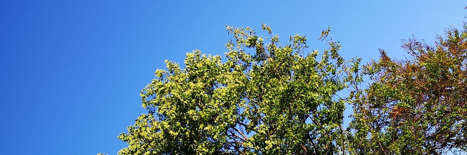 SaintlyCake's profile banner image