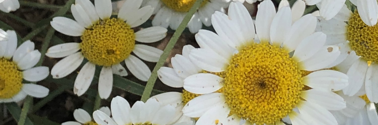 cananatalay's profile banner image