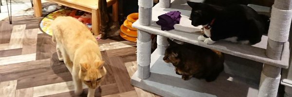 nekosuka513 Profile Banner