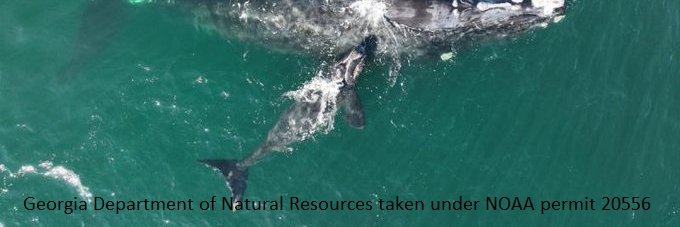 Dr. Patricia A. Halpin, FAPS banner