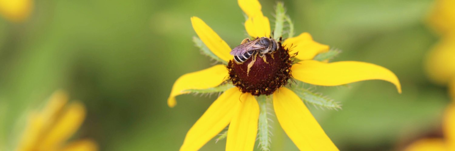 Cariveau Native Bee Lab banner