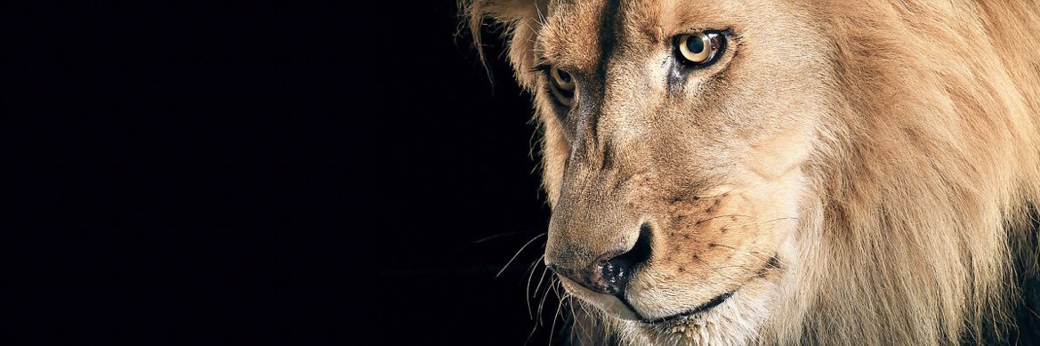 EzekielsTree's profile banner image