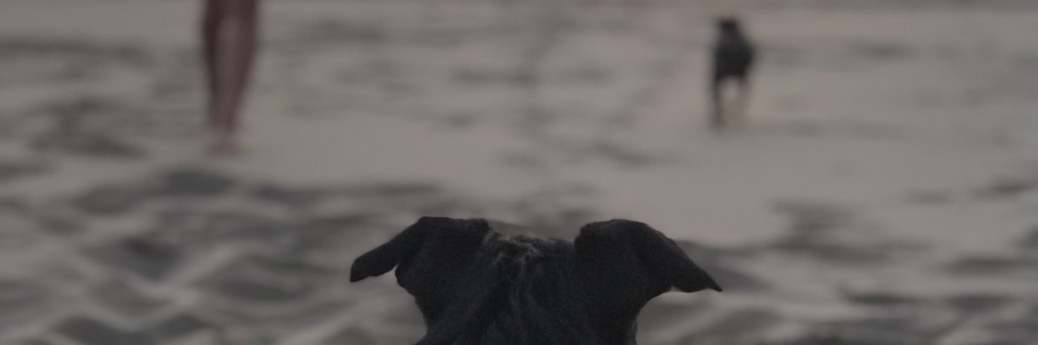 solromano01's profile banner image