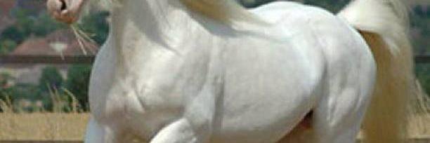 hadiabouibrahim's profile banner image