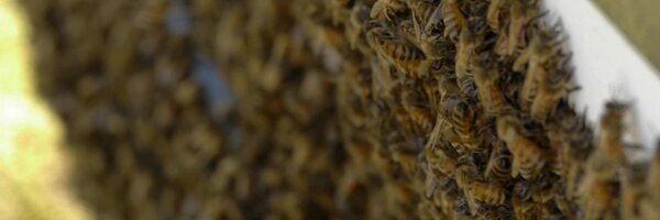 UBC_GenEnt Profile Banner