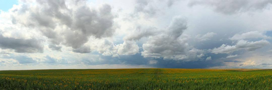 Tiffany Sanderson banner