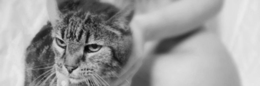 shashourox's profile banner image
