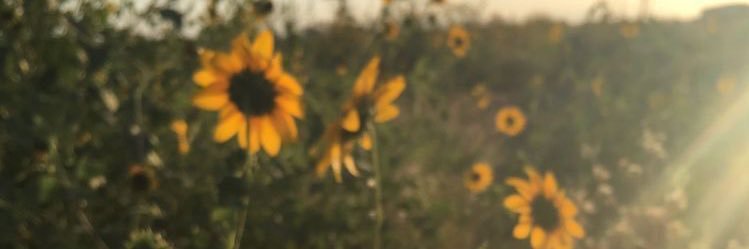 dearstaar's profile banner image