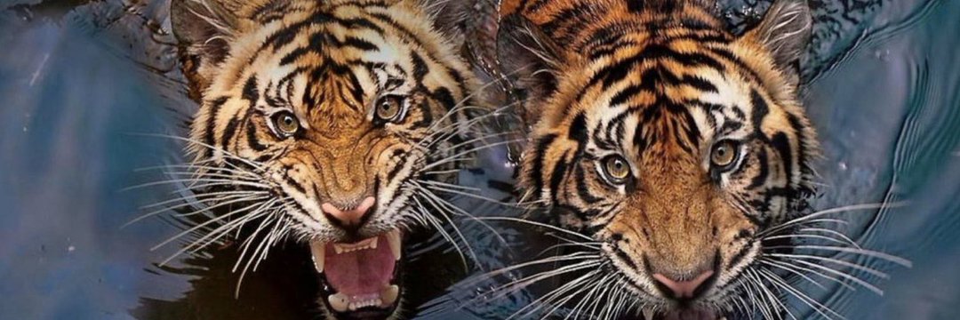 franchise player. banner