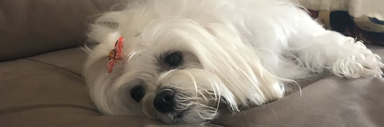 bellaxuu's profile banner image