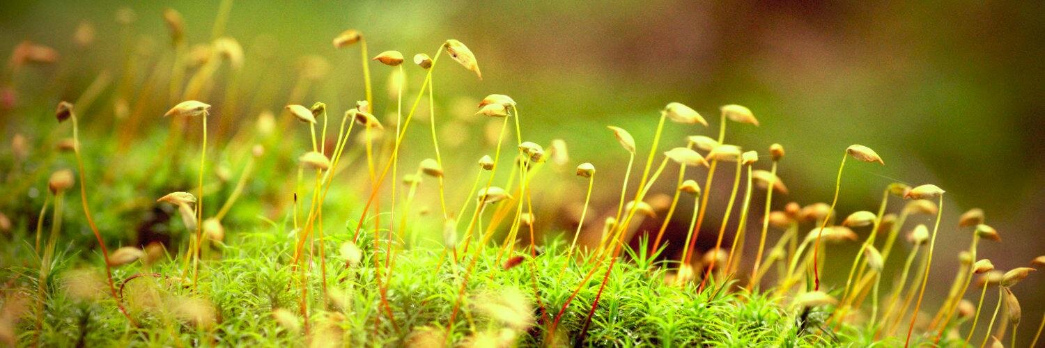 Cecile Veneziani banner