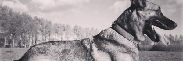 gm_hans Profile Banner