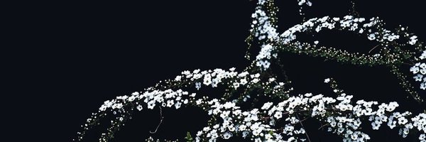 kiyokari43 Profile Banner