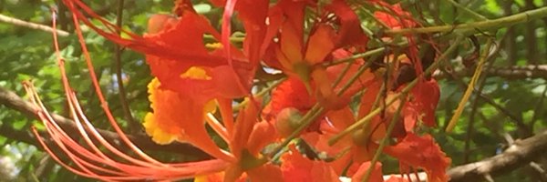DebarshiniC Profile Banner