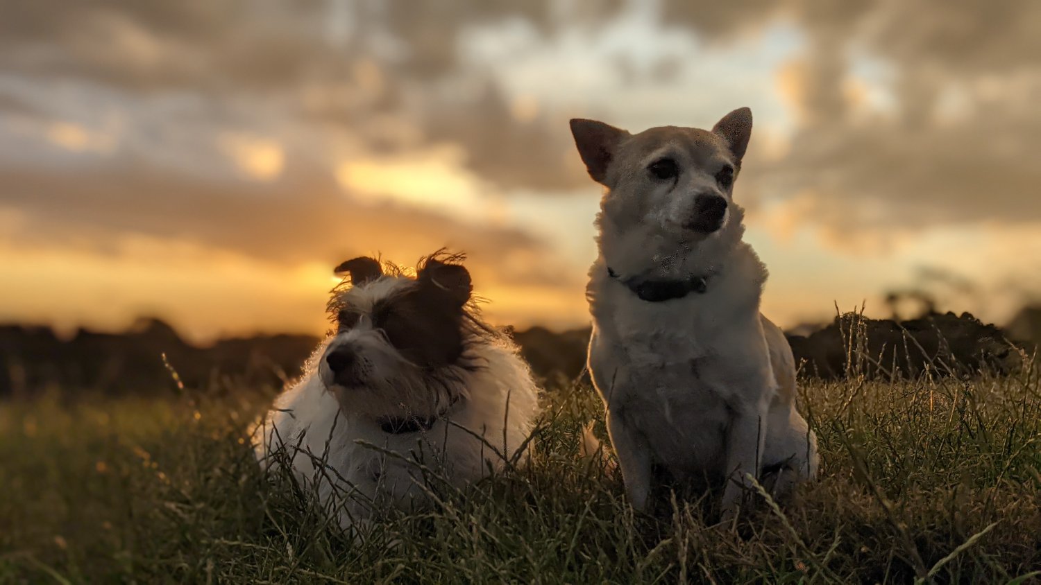 David Goldstein banner