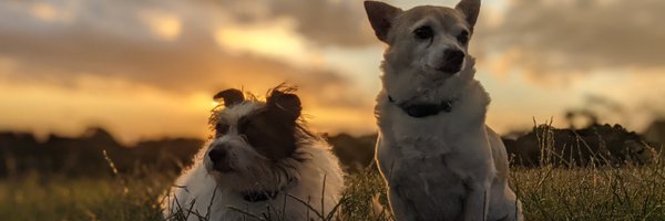 GoldsteinReport Profile Banner