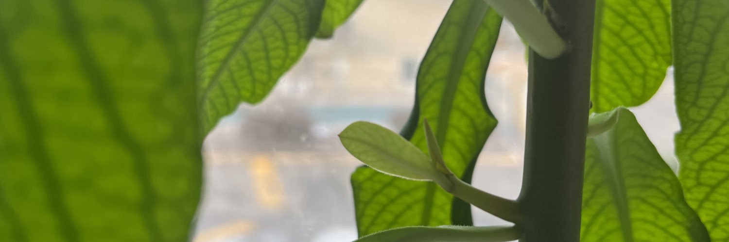 lilstrangethang's profile banner image